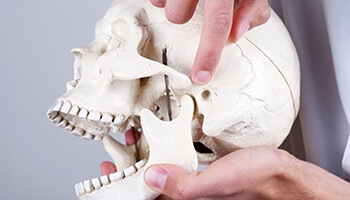 Model of skull and jaw bones